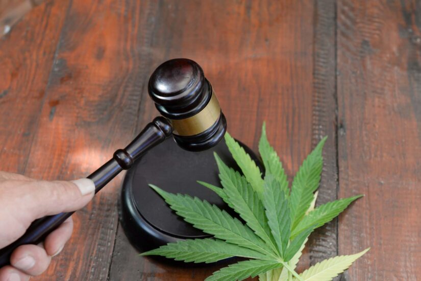 judicial gavel in the hand of the judge near marijuana leaves cultivation of medicinal narcotic plants